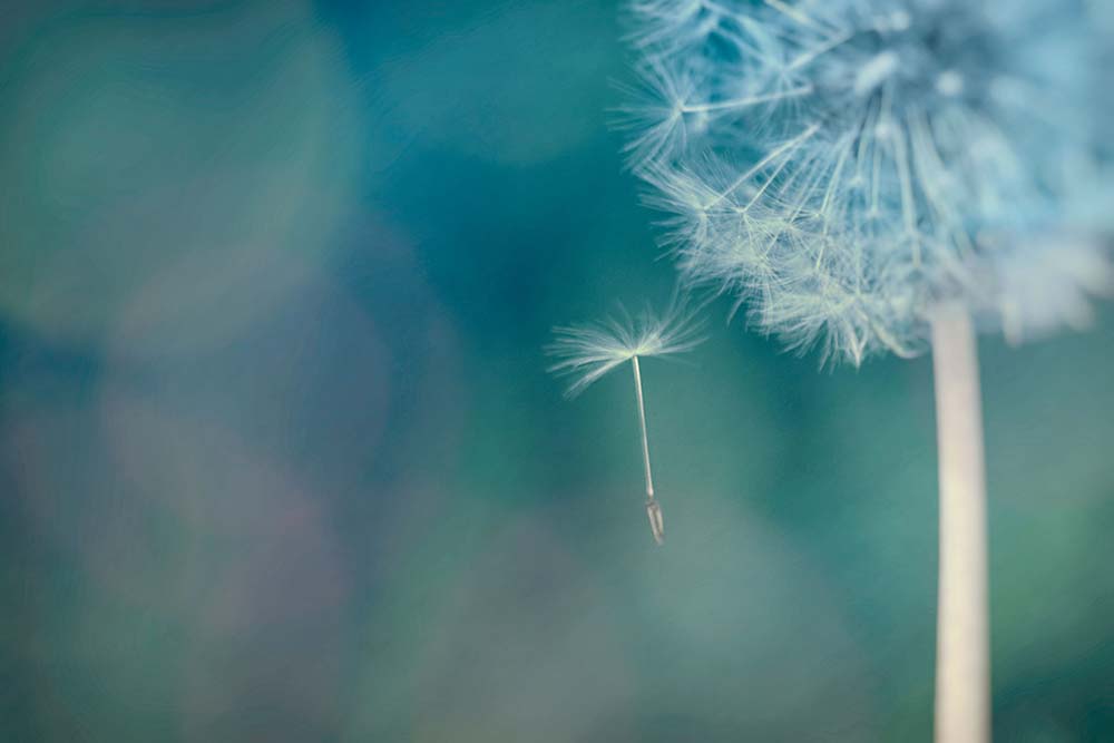 Awake in the Dream