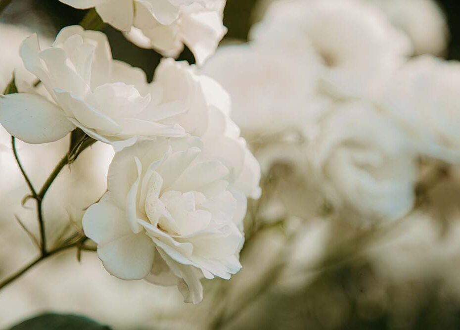 The Garden of the White Roses
