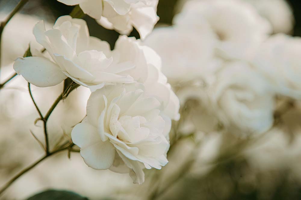 The Garden of the White Roses